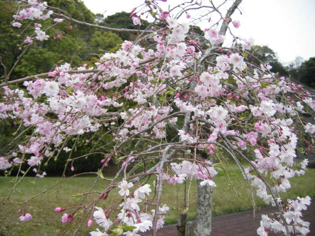 cherry-blossoms-sakura-hyuga-daiodani.jpg